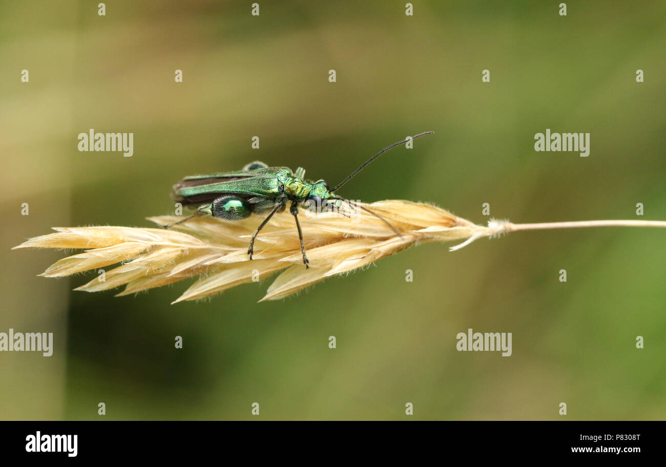 Un bonito macho-thighed hinchada Escarabajo (Oedemera nobilis) donde se posan sobre una cabeza de semillas de pasto. Foto de stock