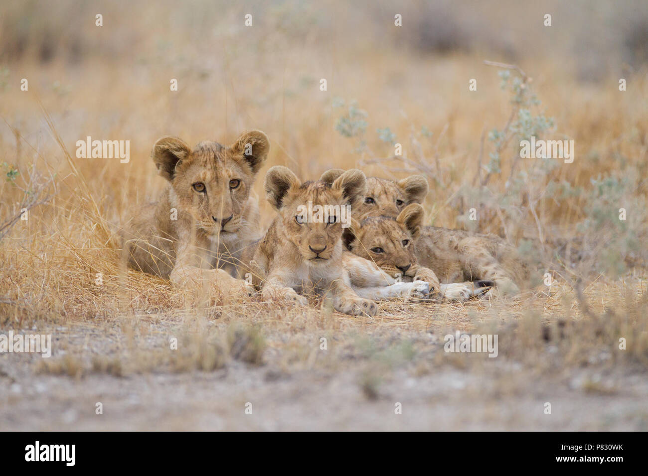 Lindo bebé cachorros hermanos en el desierto Foto de stock