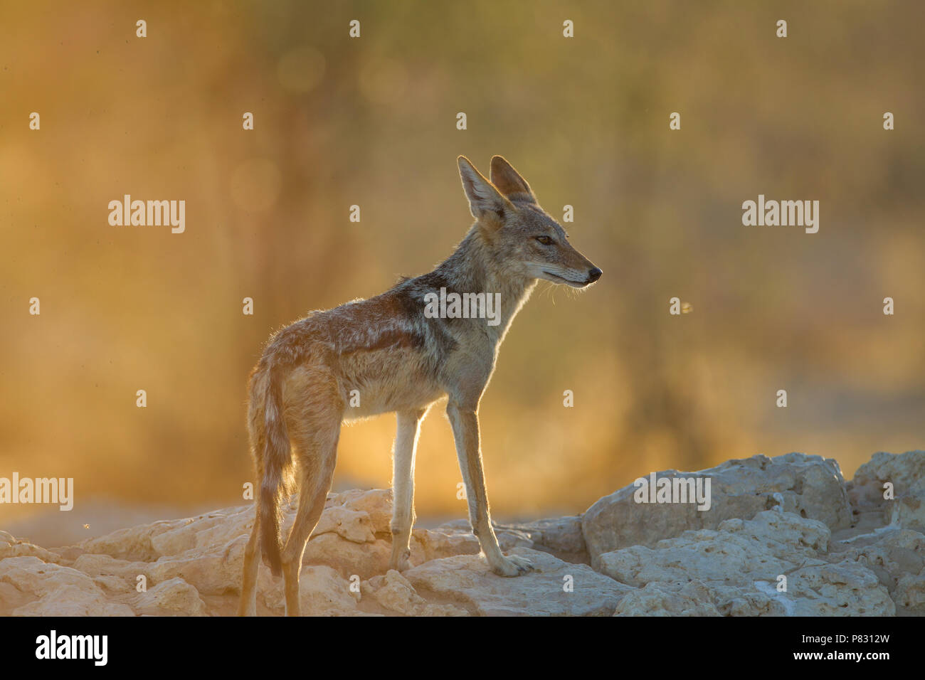 Respaldados negro chacal durante la puesta de sol del amanecer en Kalahari Foto de stock