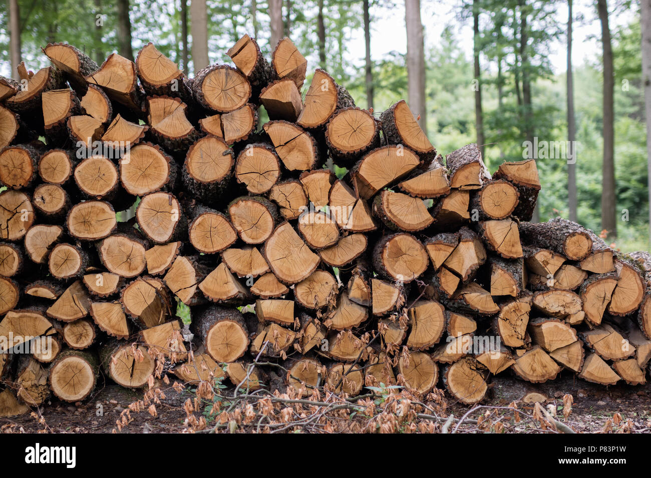 Cortar troncos de madera de aliso apiladas. Madera para el fuego en el horno  preparado para la exportación. La temporada de verano Fotografía de stock -  Alamy
