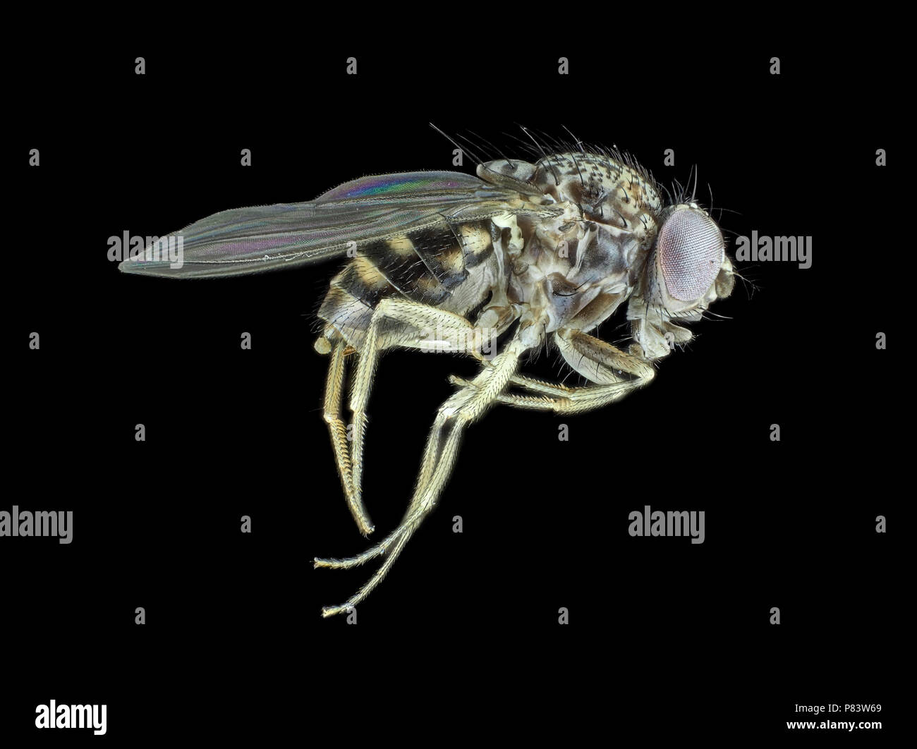 Micrografía de luz reflejada de una diminuta 3mm mosca (Diptera) Foto de stock