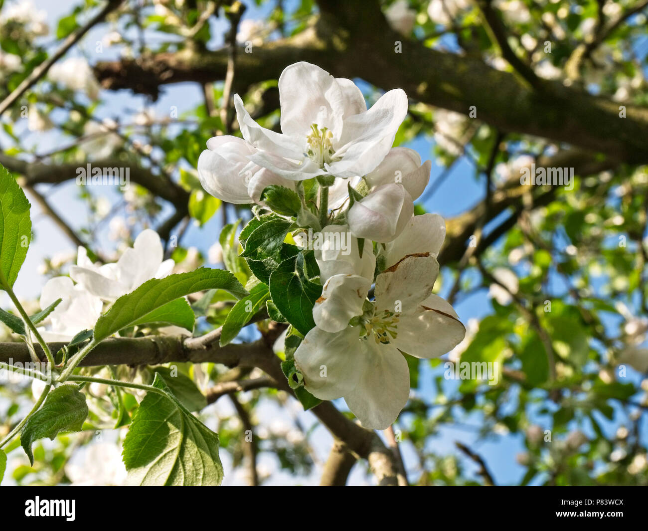 Manzano en plena floración. Foto de stock
