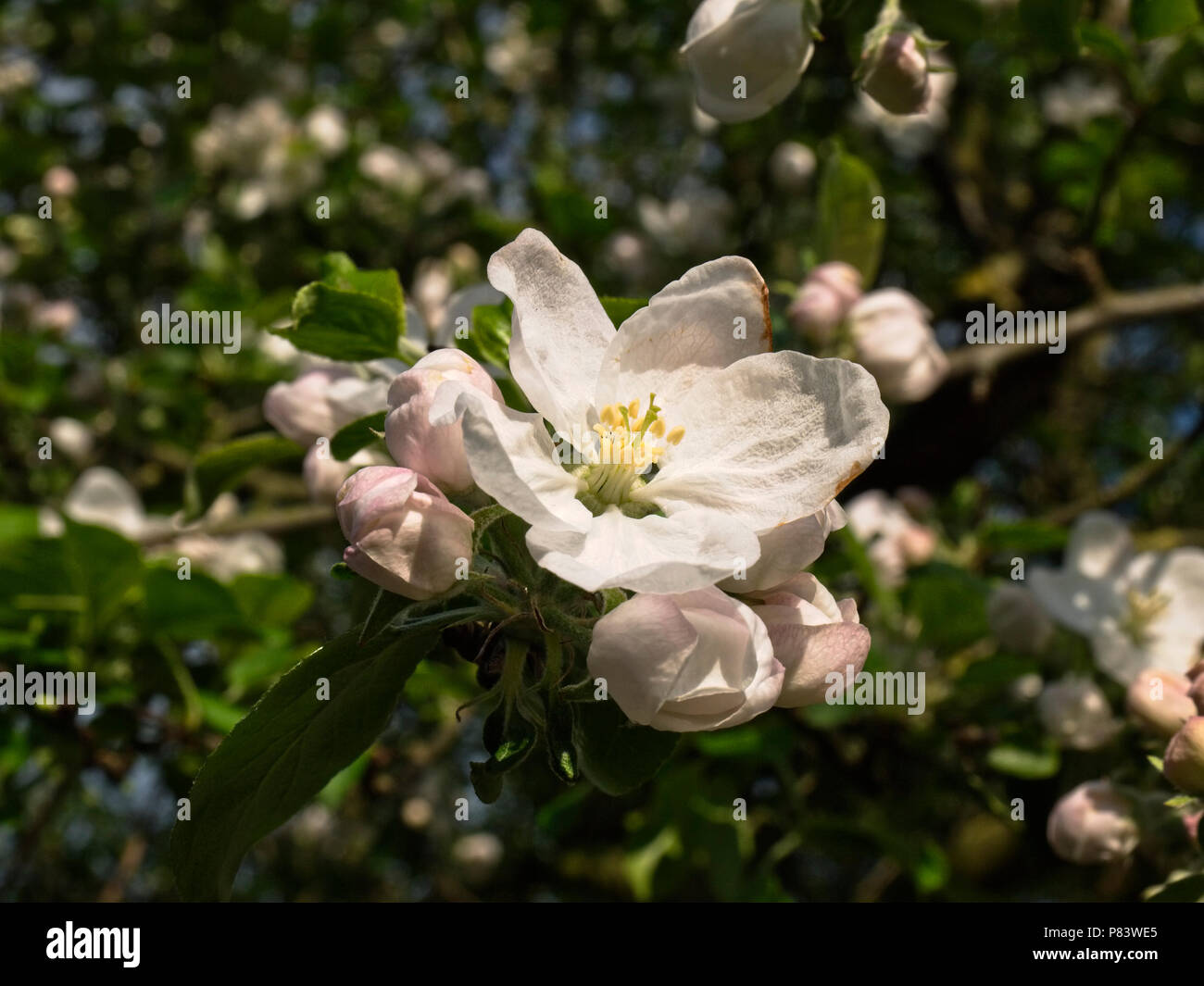 Manzano en plena floración. Foto de stock