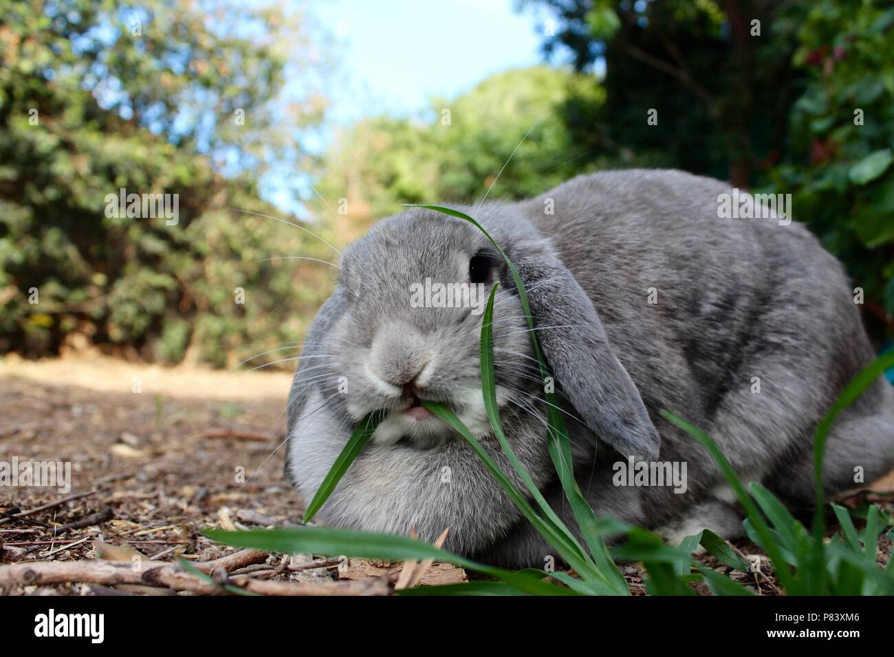 Cerrar gris de conejo con orejas Foto de stock