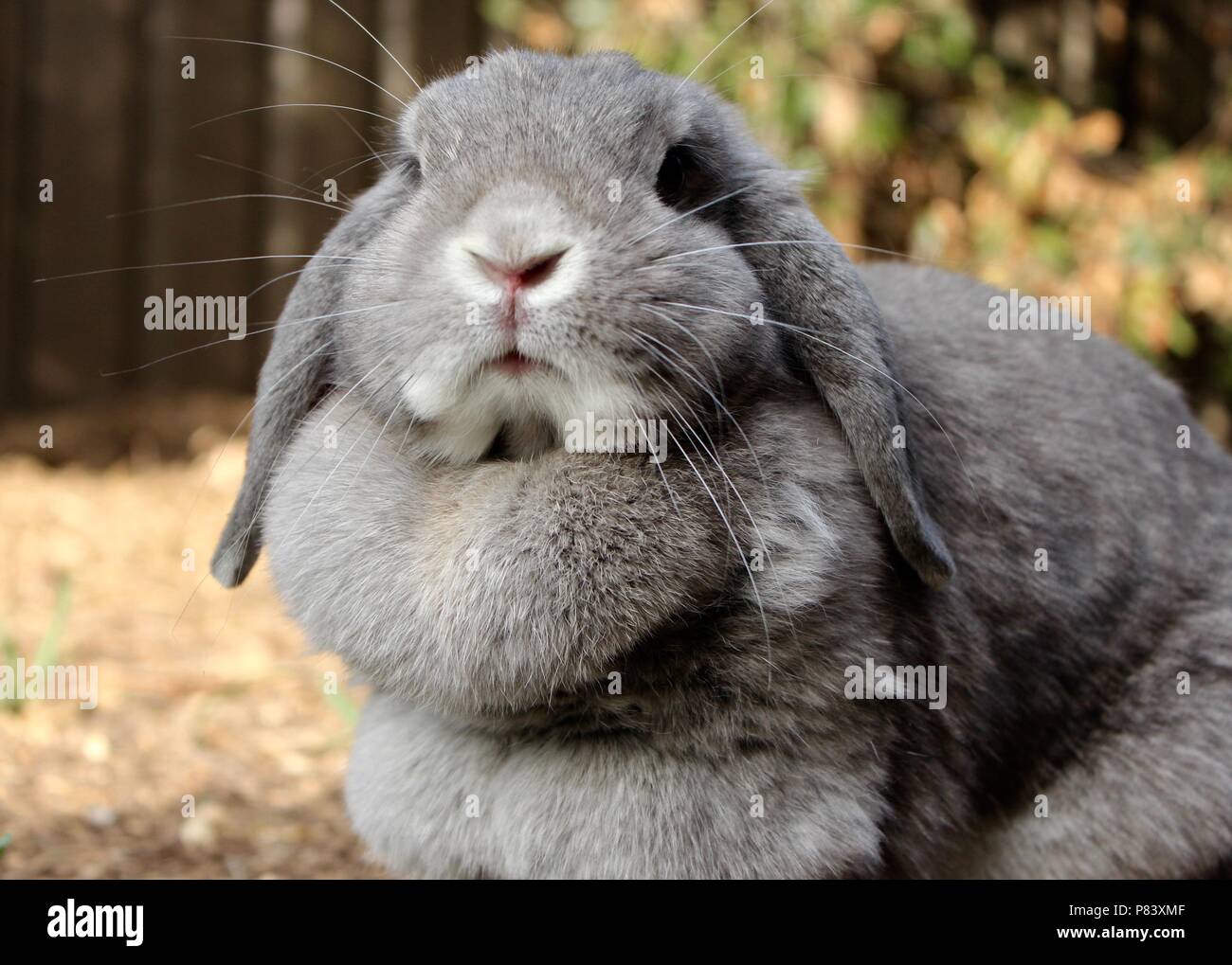 Cerrar gris de conejo con orejas Foto de stock
