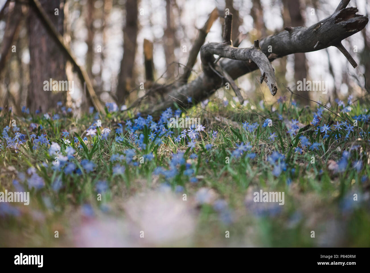 Hermoso bosque de primavera con el florecimiento scilla siberica flores, Vista cercana Foto de stock