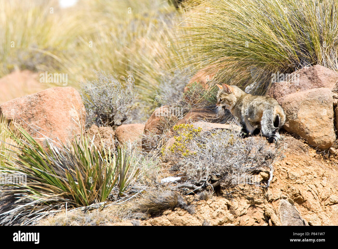 Afrikaanse Wilde Kat op een pudre; gatos salvajes africanos entre rocas Foto de stock