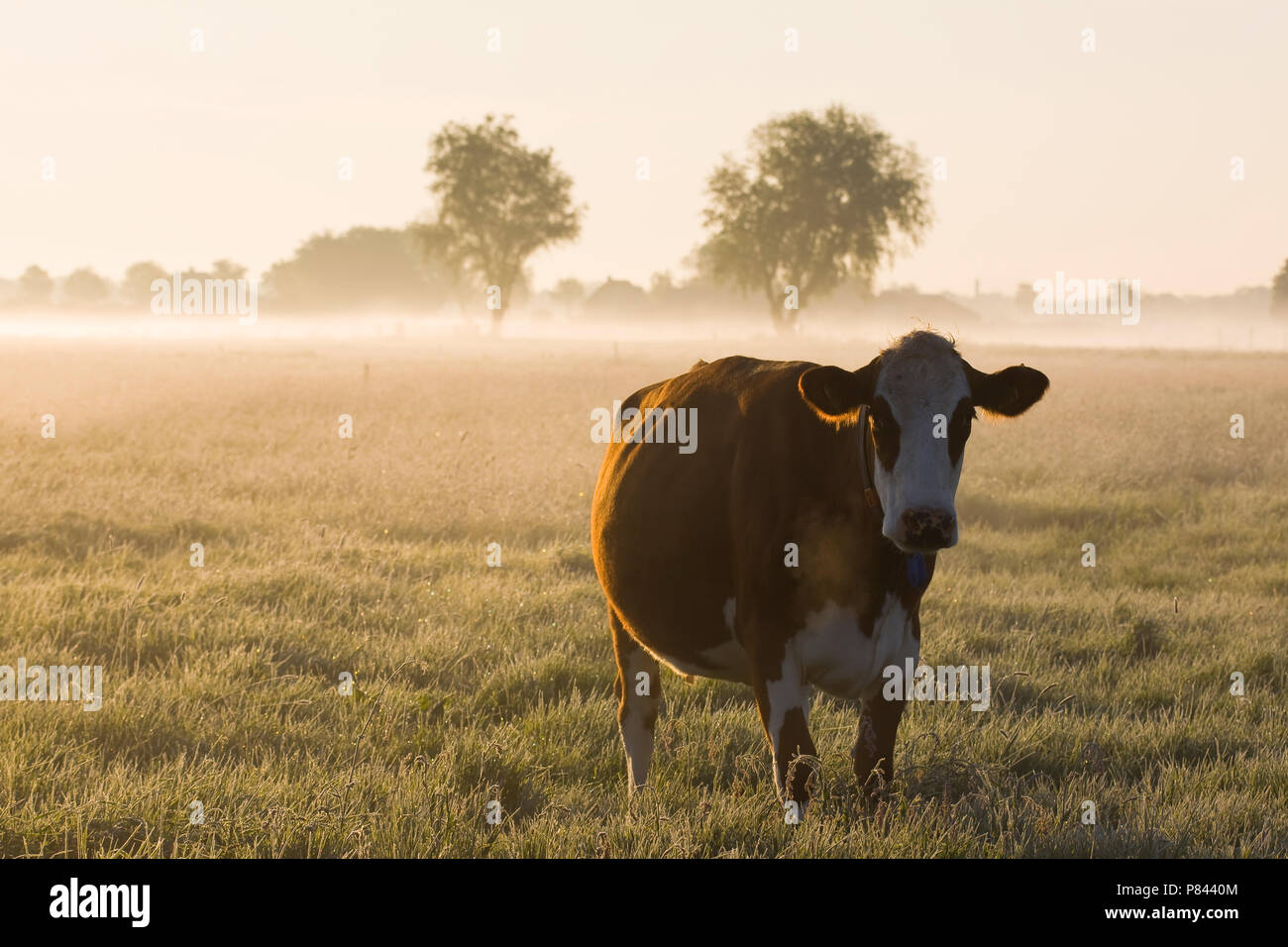 Koe en weiland; vaca en el prado Foto de stock