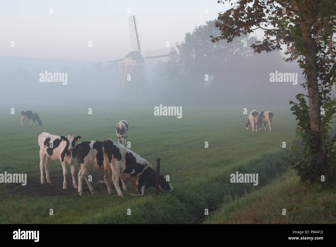 En het landschap Koeien, vacas en el prado Foto de stock