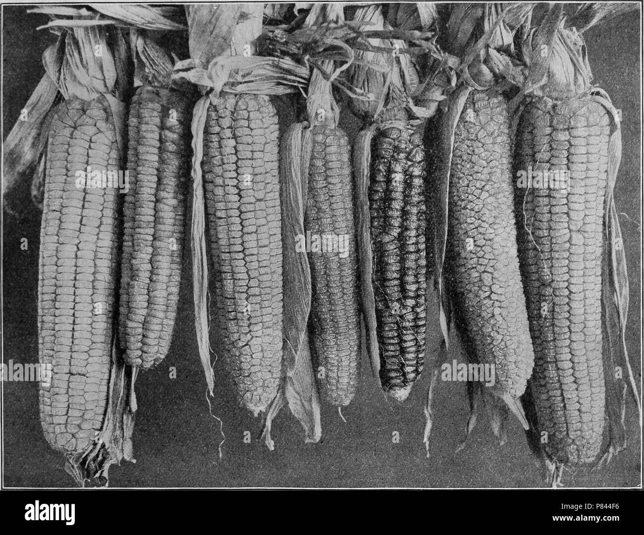 Siete Potters Excelsior clips de maíz mejorado digitalmente y color, fotografía, 1904. Cortesía de Internet Archive. () Foto de stock