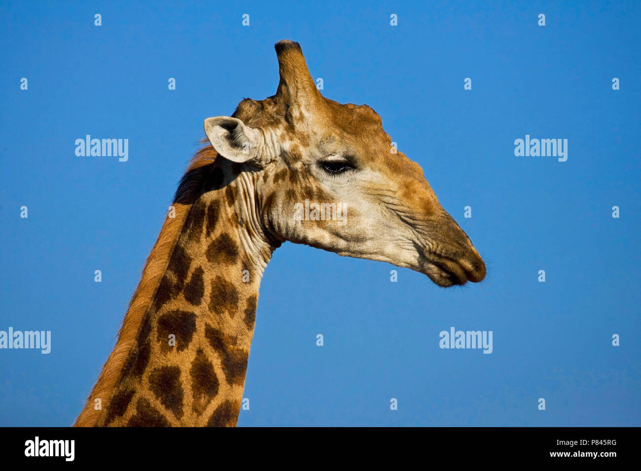 Jirafa, jirafas, Giraffa camelopardalis Foto de stock
