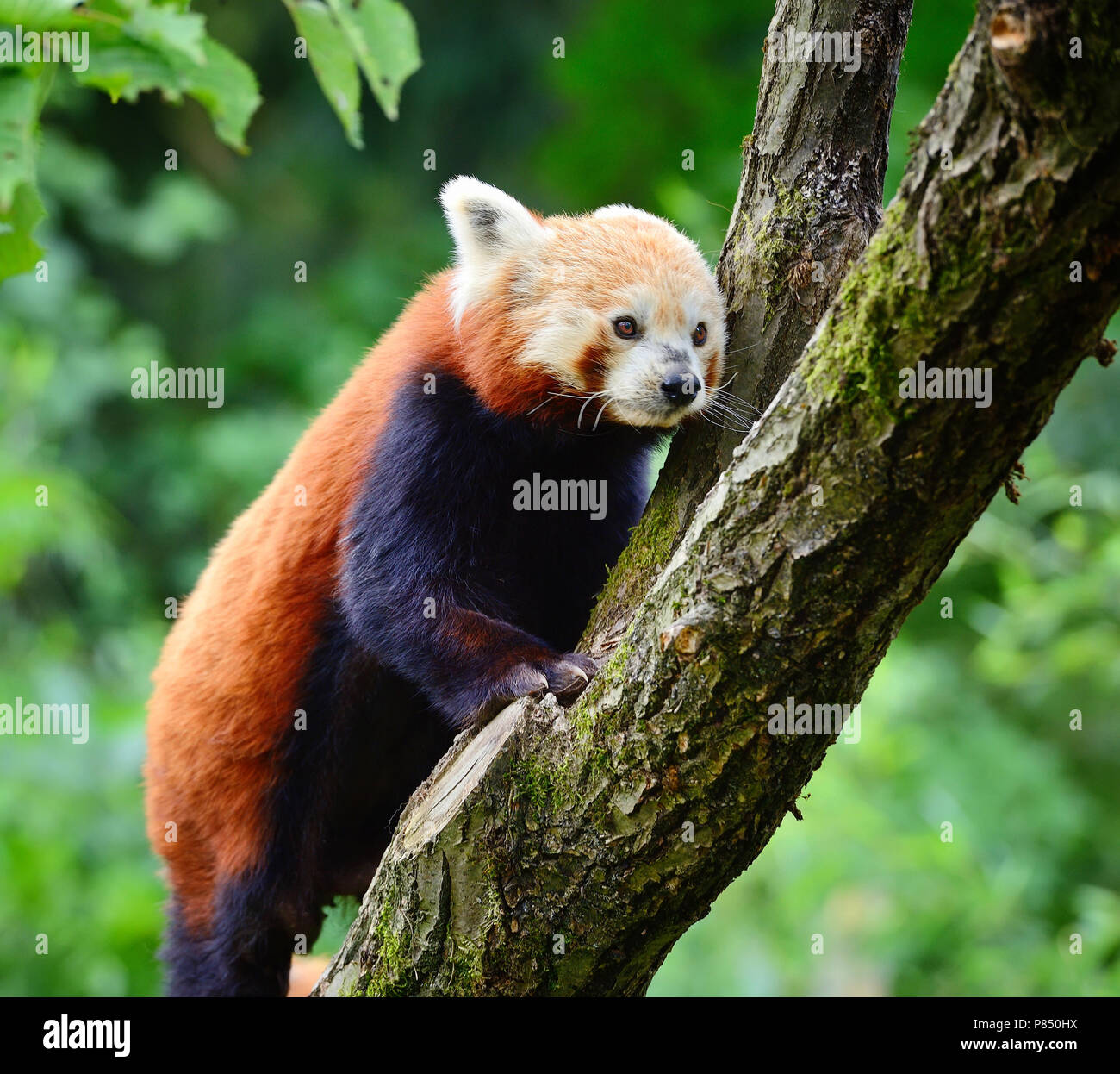 Panda rojo, Firefox o Panda menor (Ailurus fulgens) Foto de stock