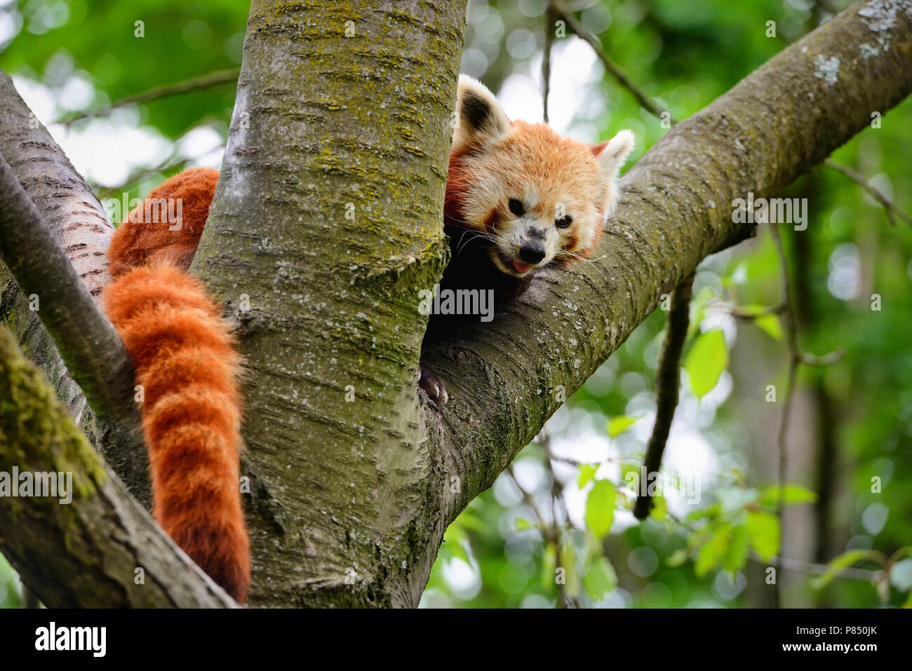 Panda rojo, Firefox o Panda menor (Ailurus fulgens) sentada en un árbol Foto de stock