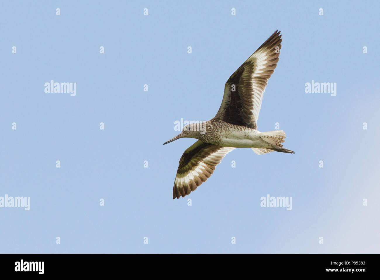 Oostelijke Willet de vlucht, Oriental Willet en vuelo Foto de stock