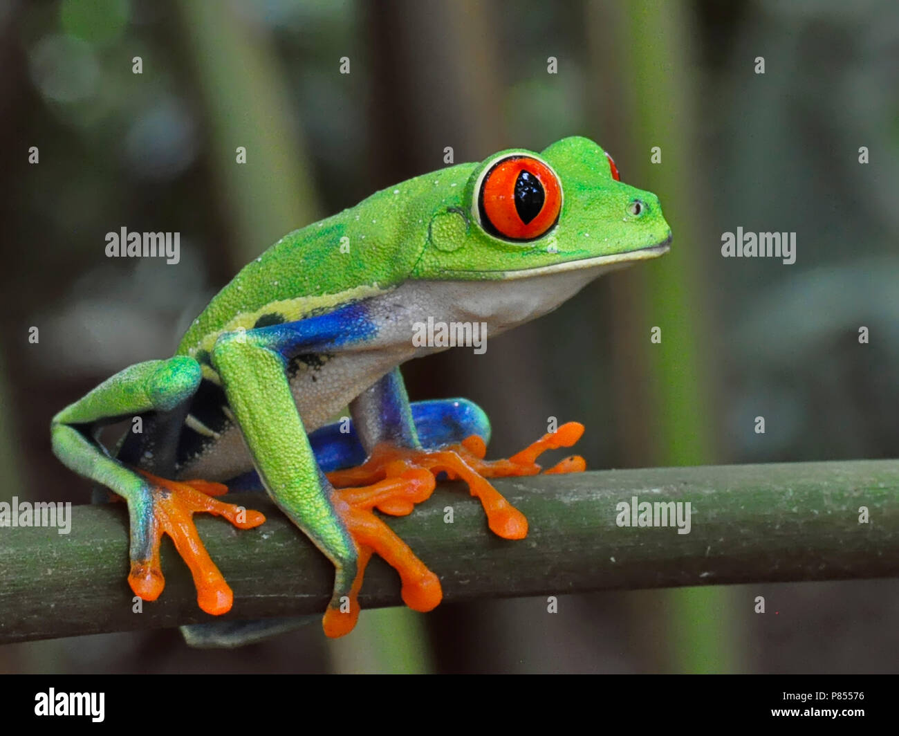 Roodoogmakikikker, Rojo-eyed Tree-Frog Foto de stock