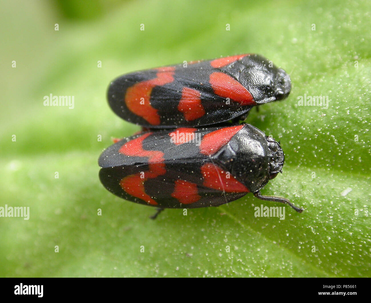 Negro y rojo; Bloedcicade froghopper Foto de stock