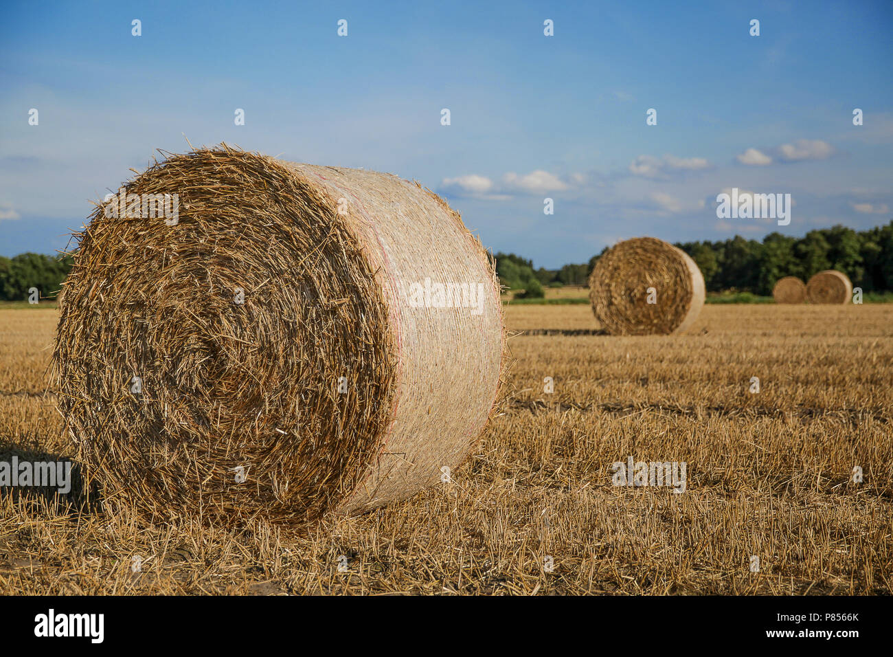 Campo cosechado con fardos de paja contra bule sky en verano Foto de stock