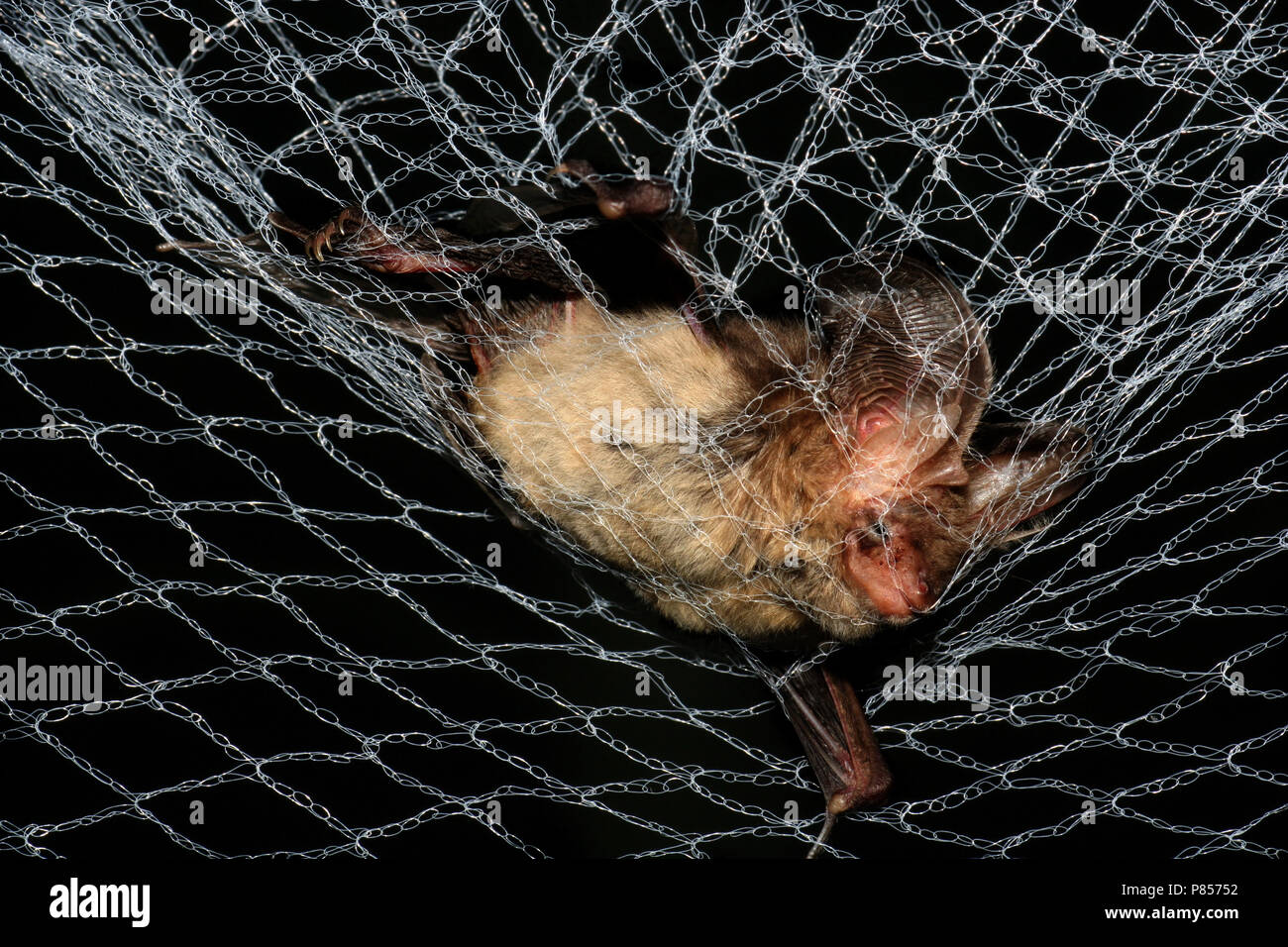 Grootoorvleermuis gevangen in een net; Marrón larga murciélago orejudo atrapado en una red Foto de stock