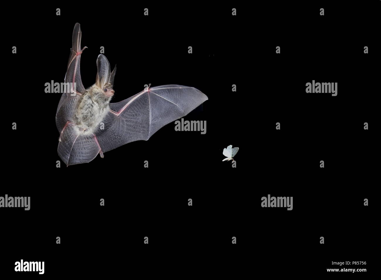 Gewone grootoorvleermuis jagend op mot; Marrón larga caza un murciélago orejudo Moth Foto de stock