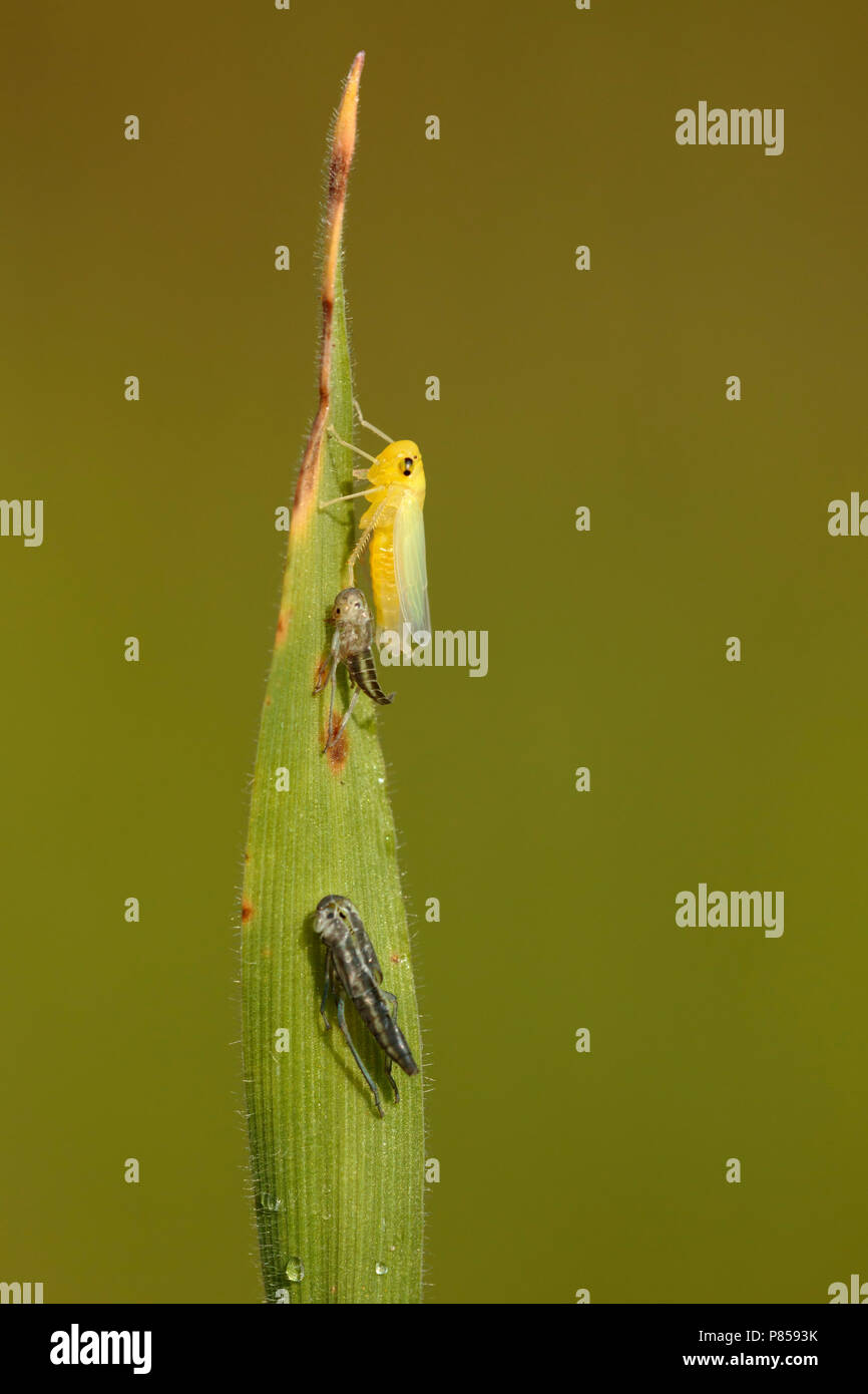 Vervelde Groene cicade; surgido leafhopper verde; Foto de stock