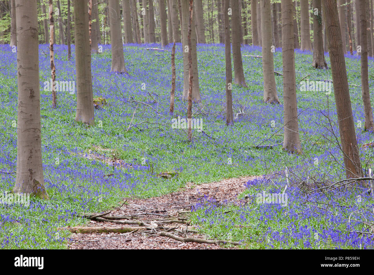 Wilde Hyacinth in het Hallerbos België; Inglés Bluebell en Bélgica Hallerbos Foto de stock