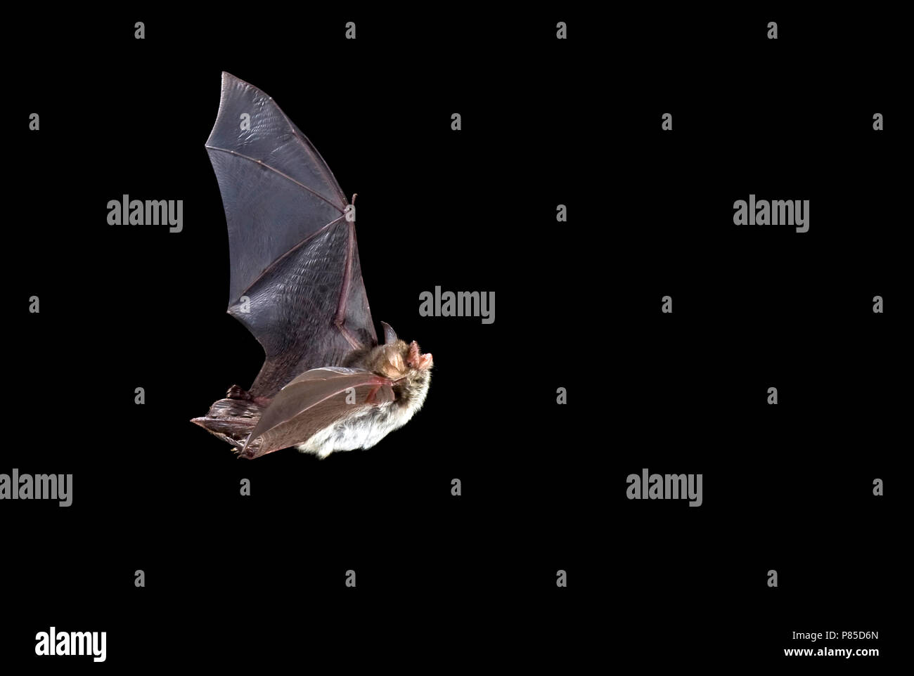 En Franjestaart de vlucht; Natterer los murciélagos en vuelo Foto de stock