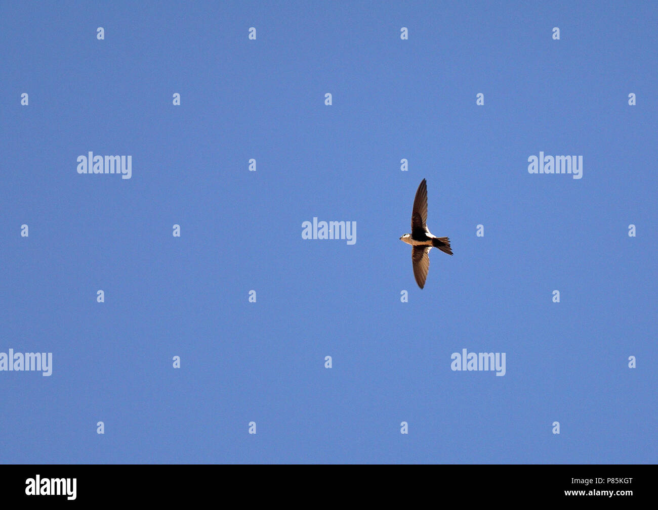 White-throated Swift (Aeronautes saxatalis saxatalis) como todos los vencejos, utilizan sus patas cortas sólo por aferrarse a superficies verticales o alambres, un Foto de stock