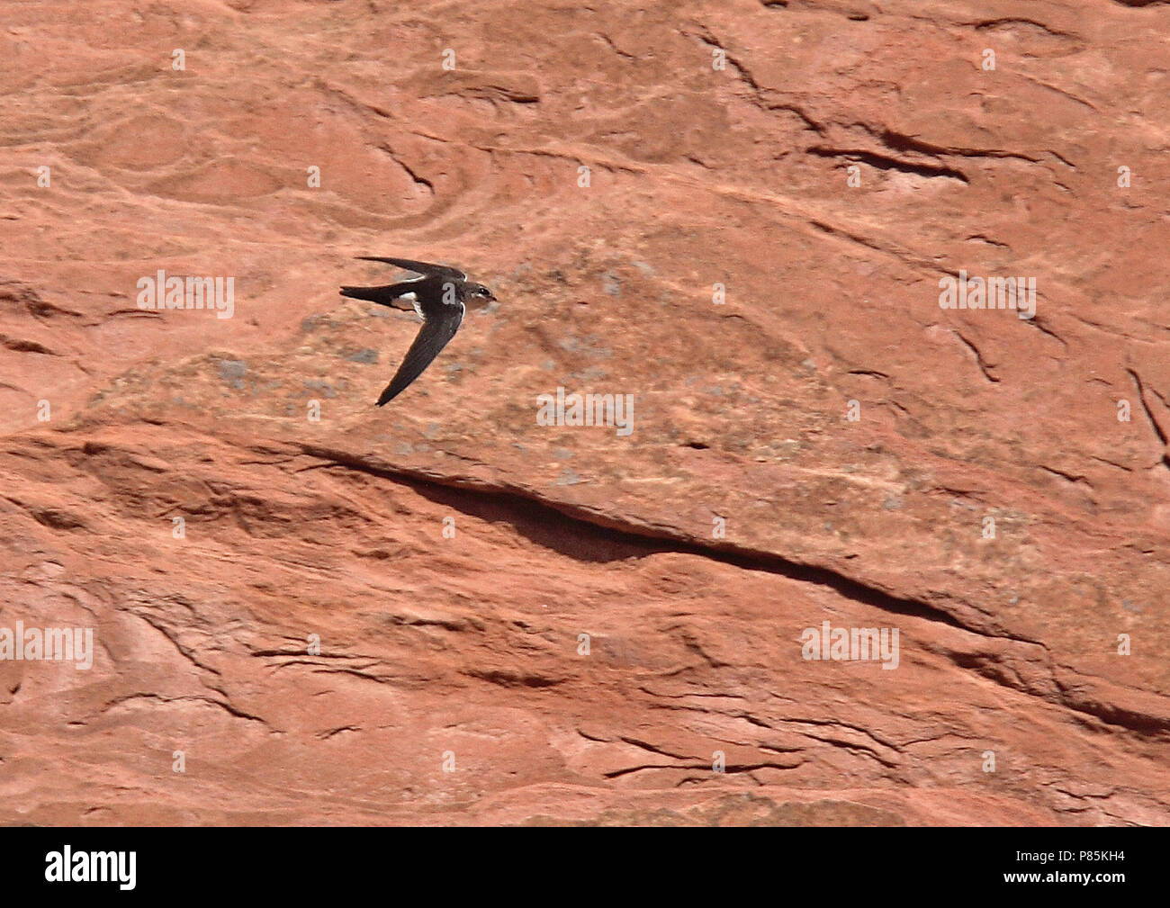 White-throated Swift (Aeronautes saxatalis saxatalis) como todos los vencejos, utilizan sus patas cortas sólo por aferrarse a superficies verticales o alambres, un Foto de stock