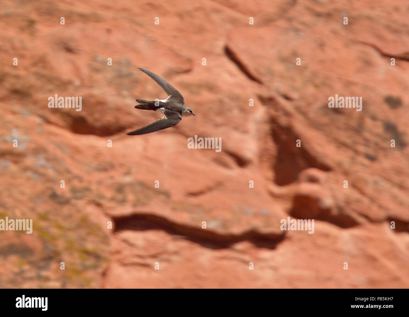White-throated Swift (Aeronautes saxatalis saxatalis) como todos los vencejos, utilizan sus patas cortas sólo por aferrarse a superficies verticales o alambres, un Foto de stock