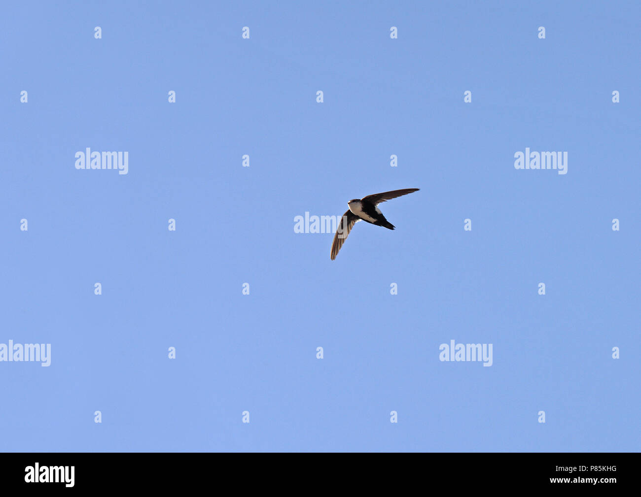 White-throated Swift (Aeronautes saxatalis saxatalis) como todos los vencejos, utilizan sus patas cortas sólo por aferrarse a superficies verticales o alambres, un Foto de stock