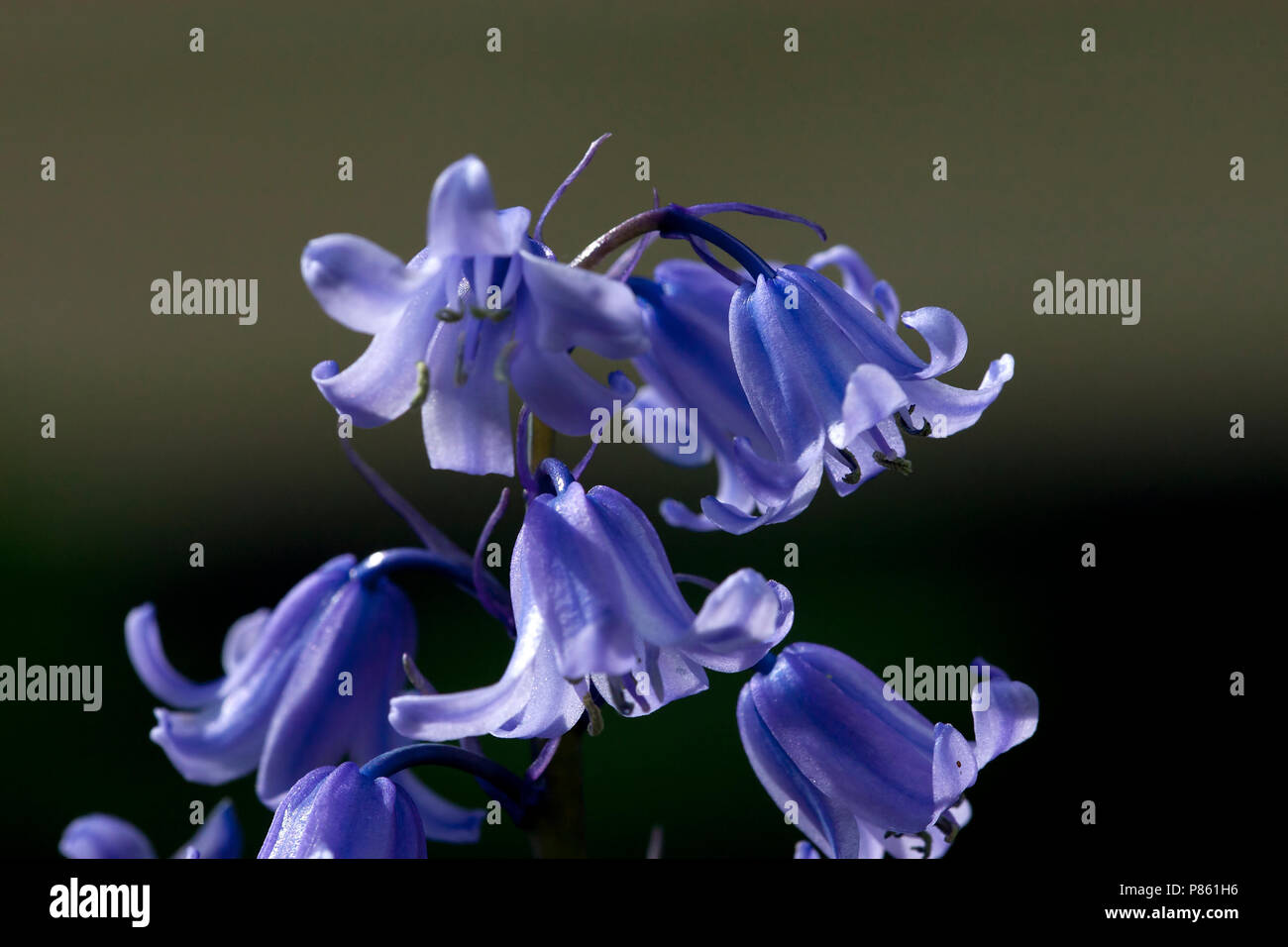 Close-up van bloeiende Boshyacint, cerca de floración Bluebell común Foto de stock