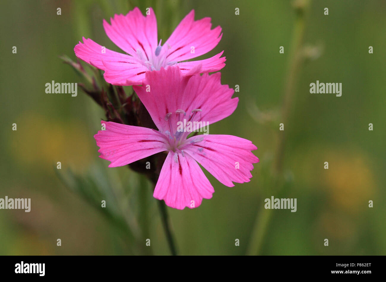 Anjer Clusterhead Karthuizer; Rosa Foto de stock