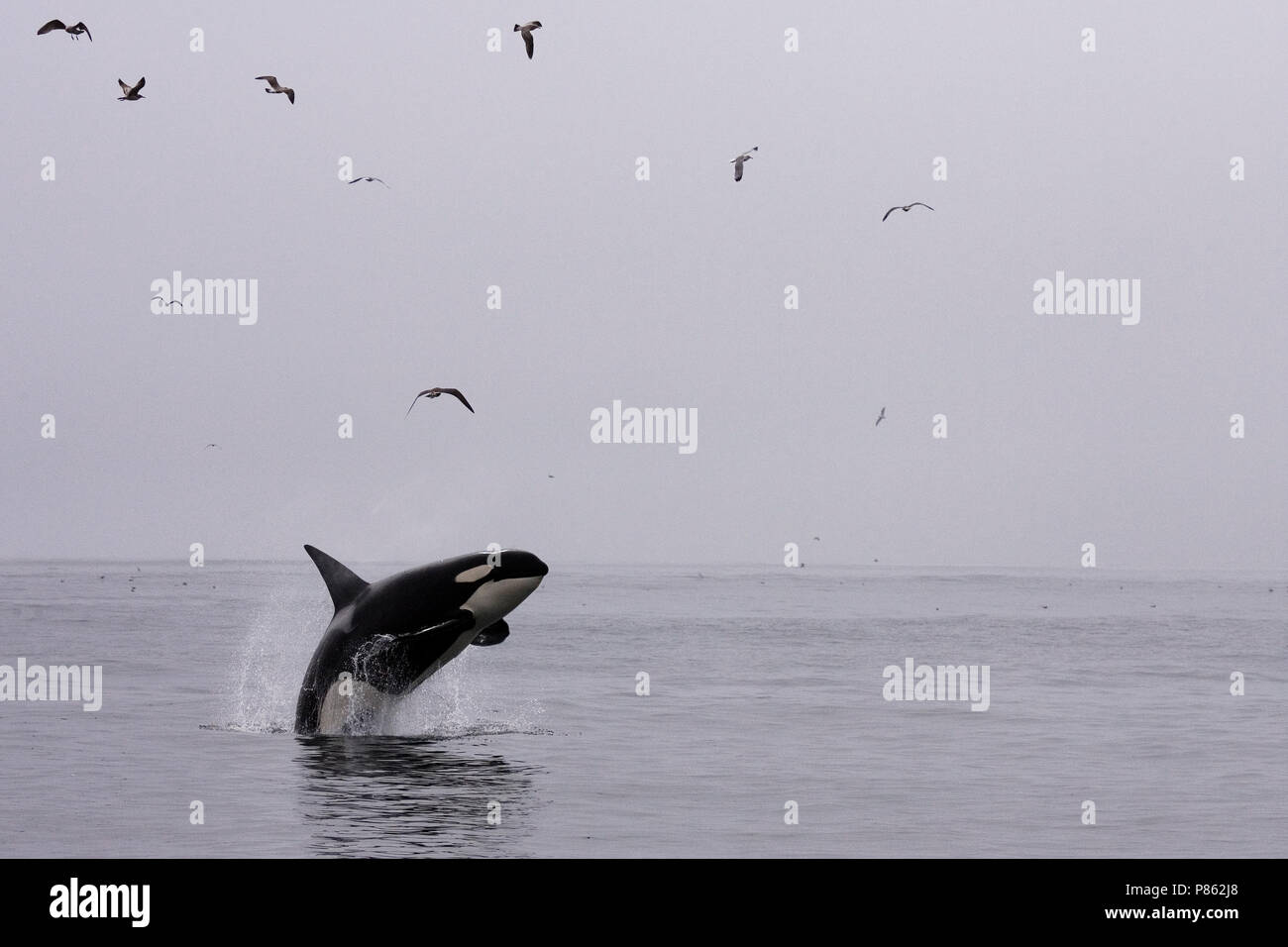 Springende Orka; saltando Killer Whale Foto de stock