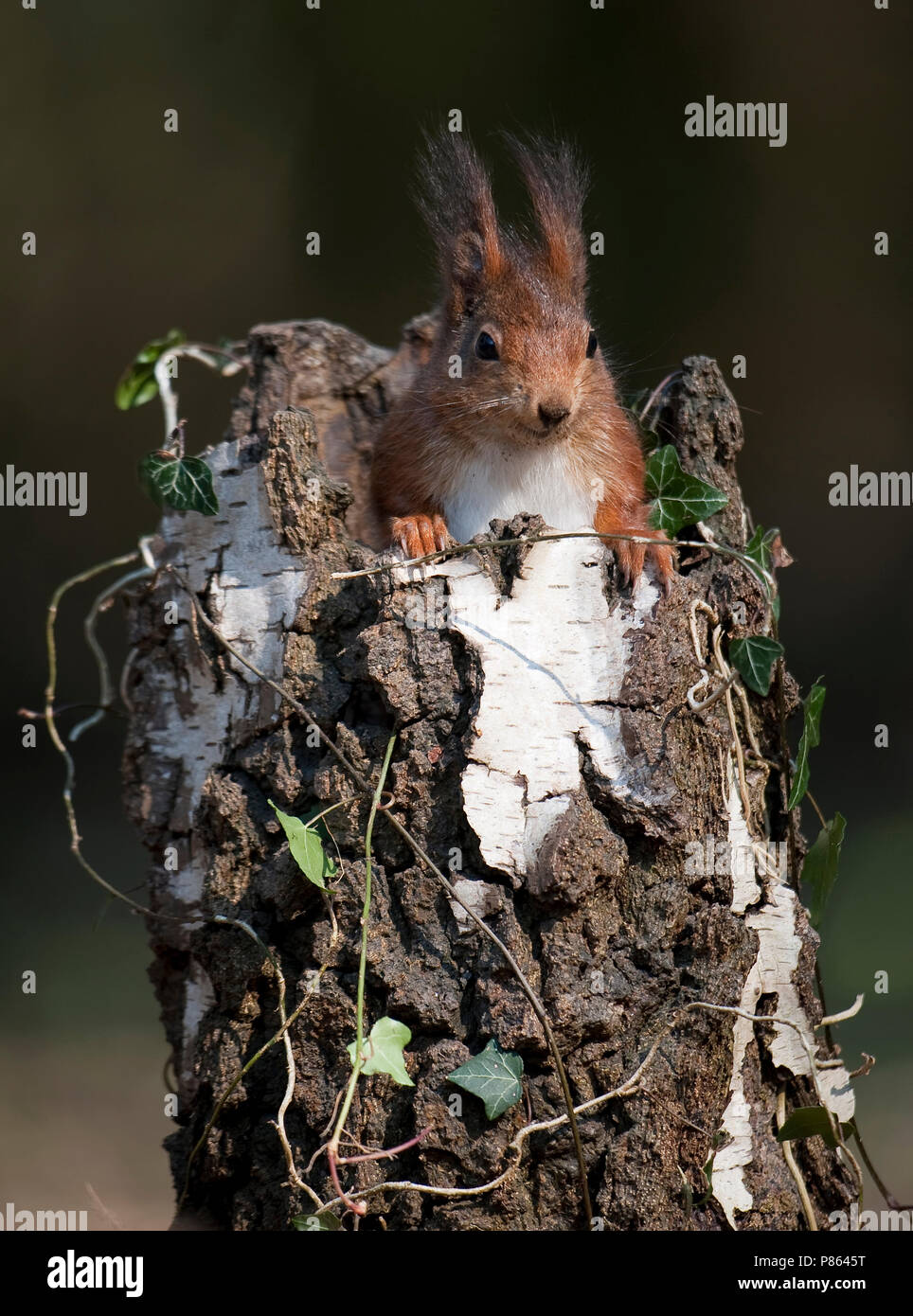 Eekhoorn zittend op stam van dode berk; la ardilla roja sentada sobre un tronco de árbol muerto Foto de stock