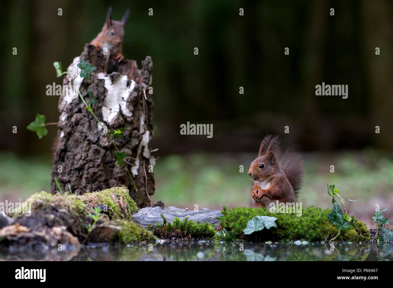 Twee eekhoorns op zoek naar voedsel; Foto de stock