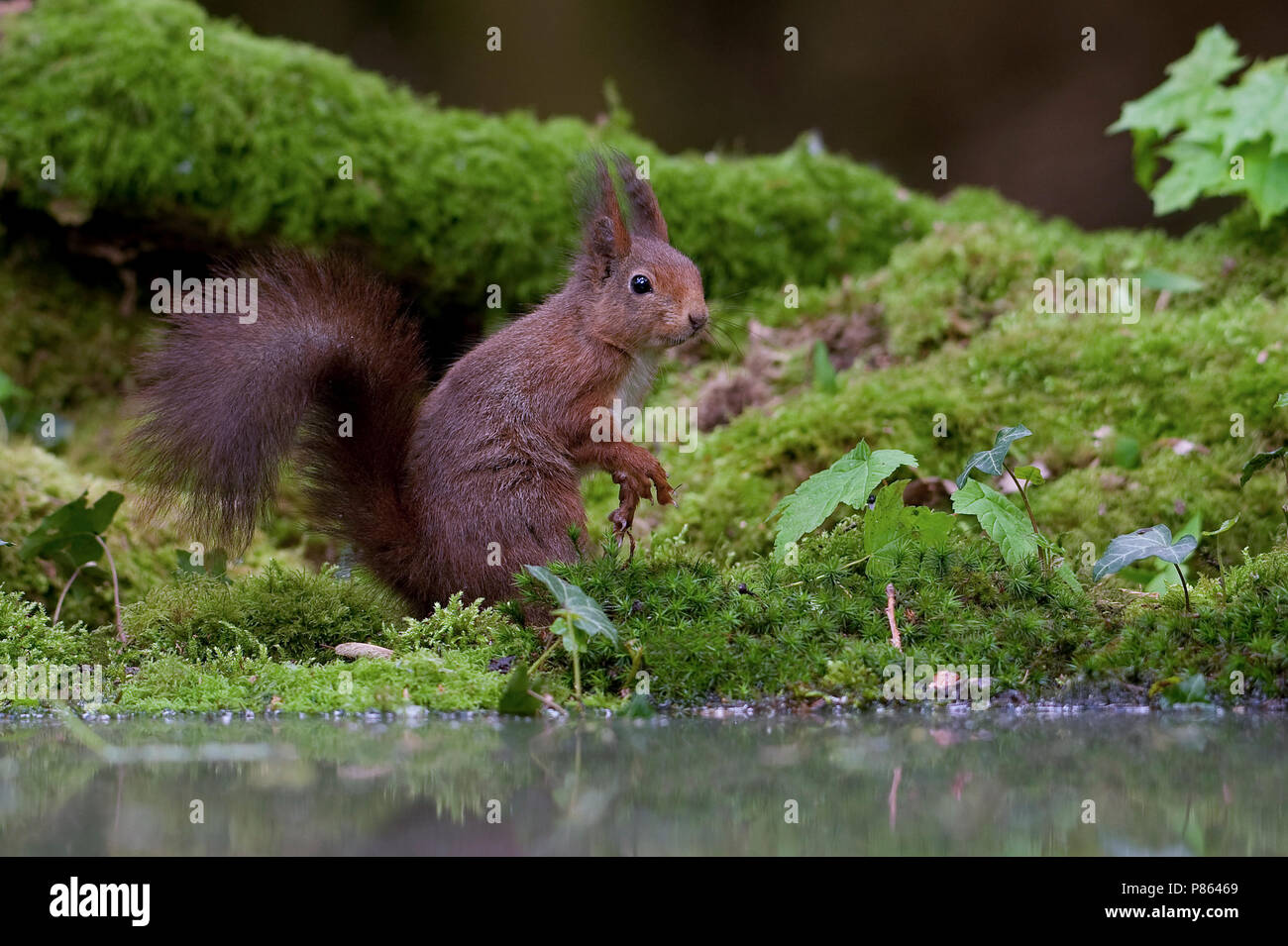 Eekhoorn bij een reunió mos omgeven bospoel; la ardilla roja por una piscina de Forrest Foto de stock