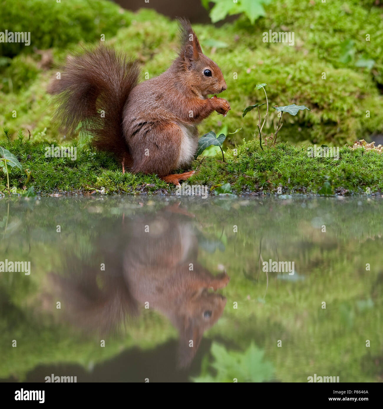 Eekhoorn bij een reunió mos omgeven bospoel; la ardilla roja por una piscina de Forrest Foto de stock