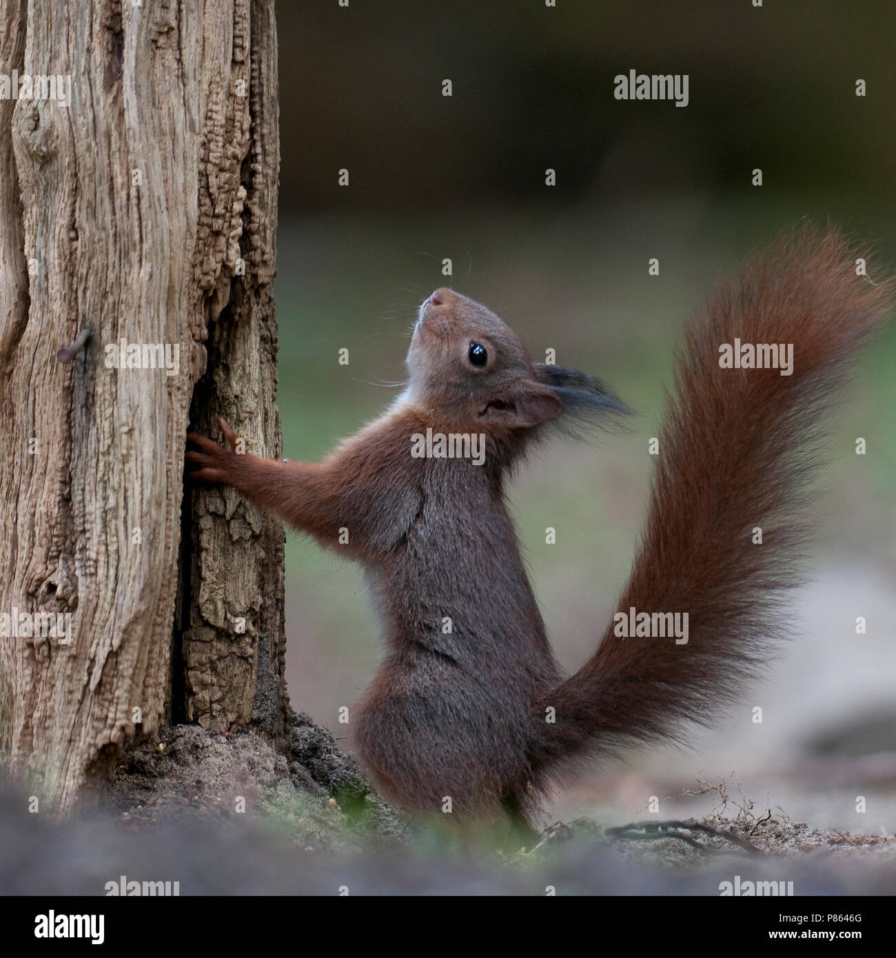 Jonge eekhoorn staat tegen boom aan; jóvenes ardilla roja hacia un árbol permanente Foto de stock