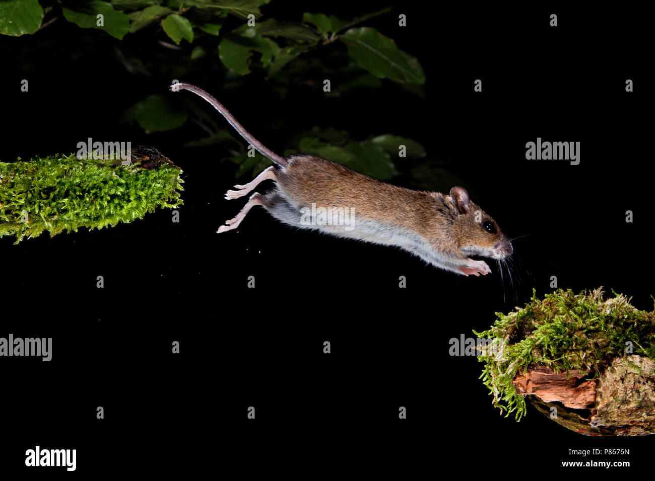 Springende Bosmuis, madera ratón salta Foto de stock
