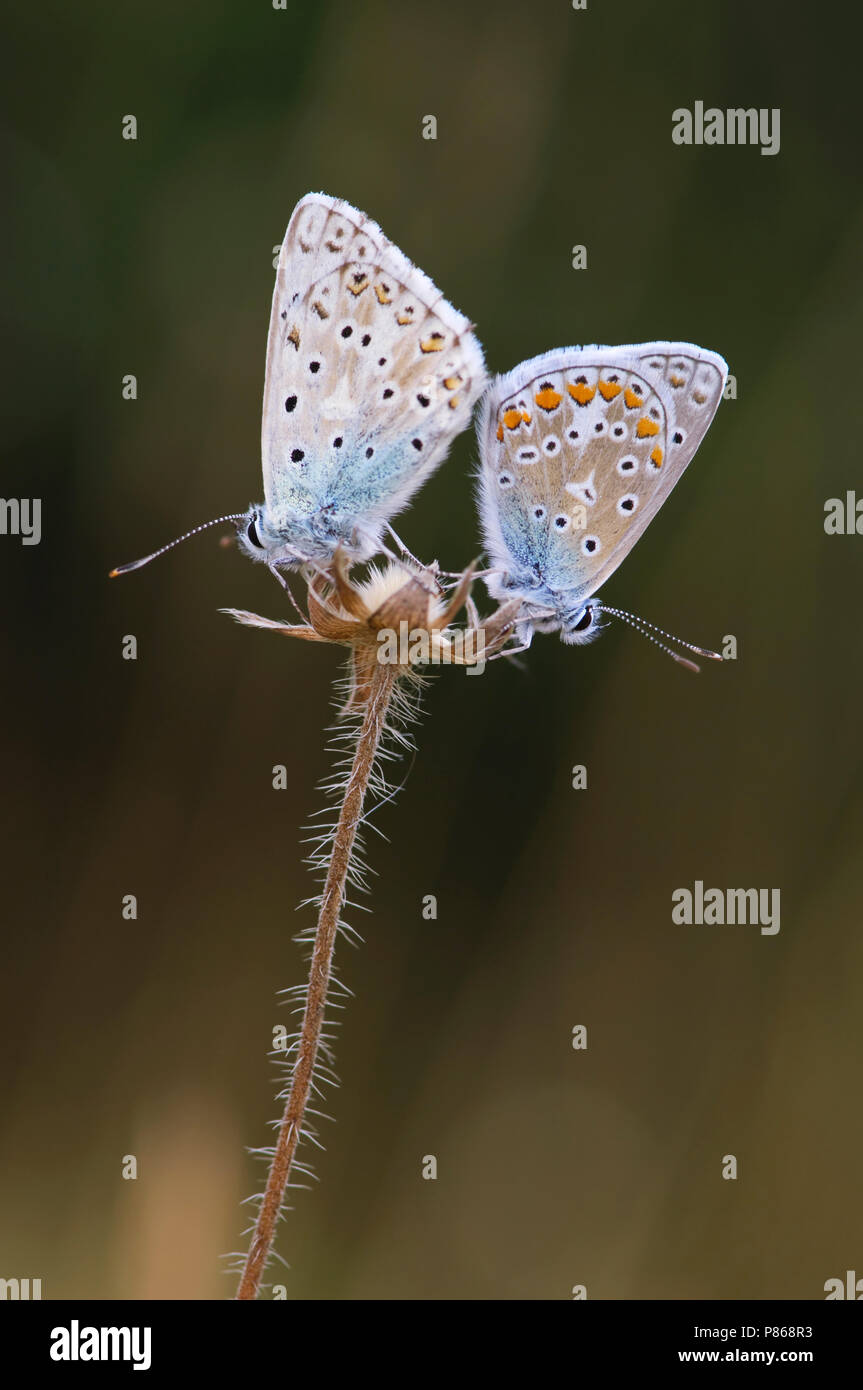 Bleek blauwtje / Chalk-Hill Blue (Polyommatus coridón), AZUL (común/Icarusblauwtje Polyommatus icarus) Foto de stock