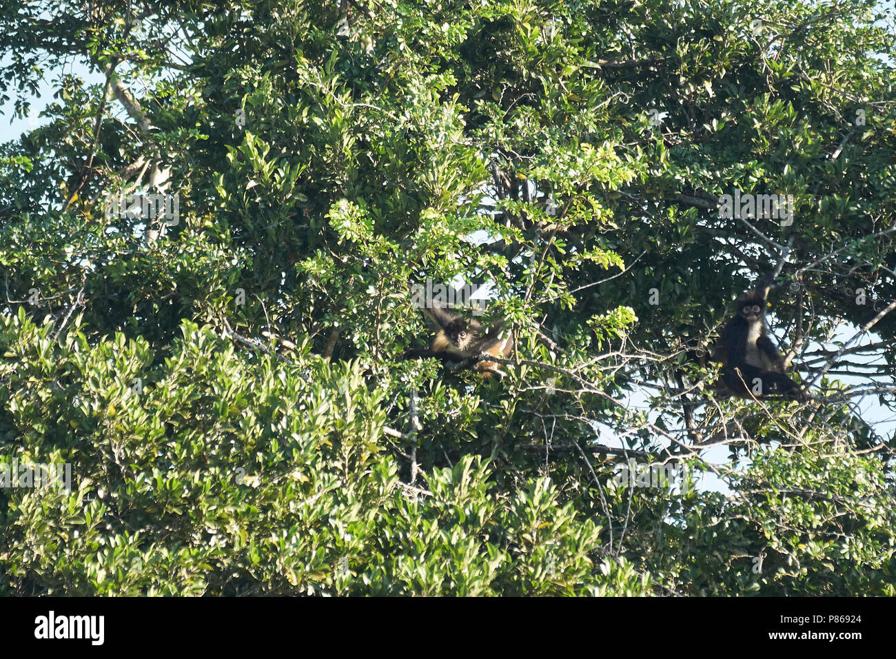 Monos Araña, en algún lugar en la Reserva de la Biosfera de Calakmul, Península de Yucatán, Campeche, México. Foto de stock