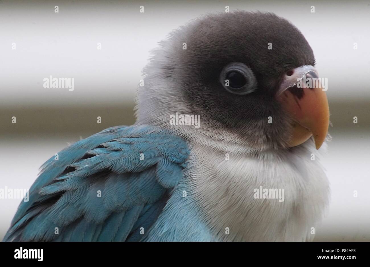 Agapornis Enmascarado Acuarela de Pájaro Loro Azul Lovebird Sudadera 