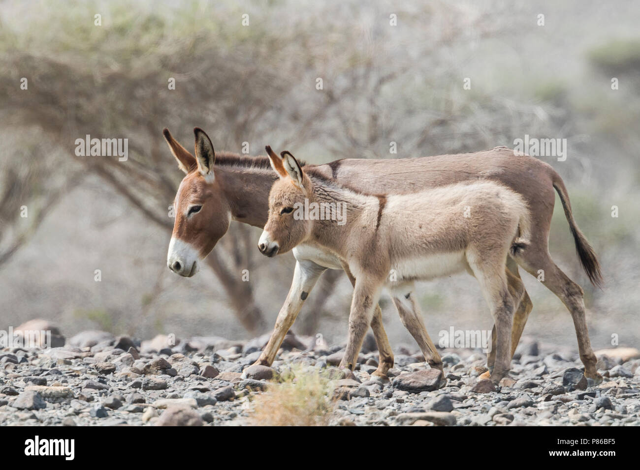 Burro - Esel - Equus asinus, Omán Foto de stock