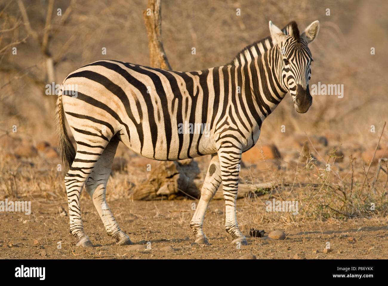 En Steppezebra Kruger Park; Llanuras Zebra en Kruger Parc Foto de stock