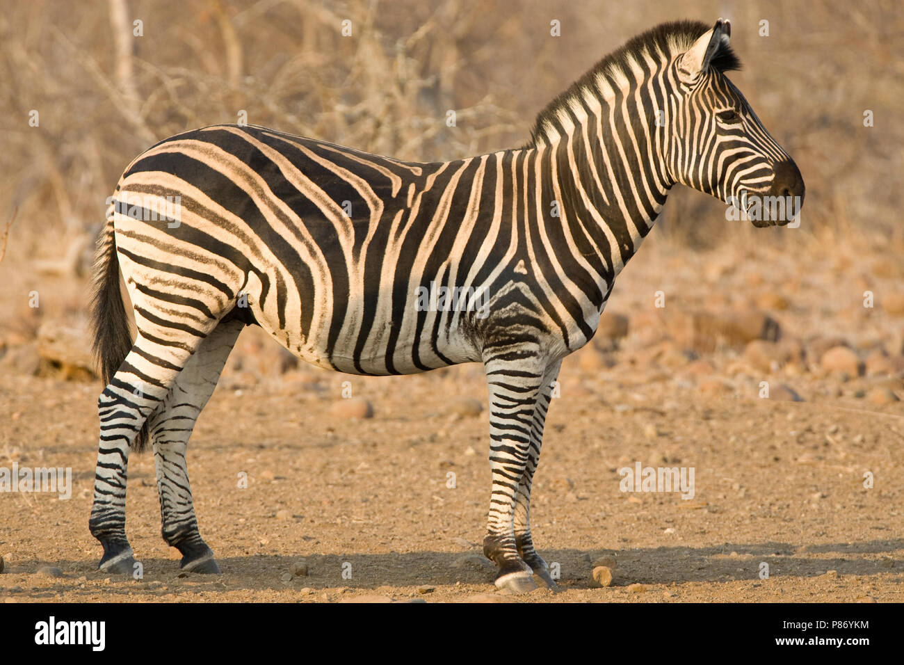 En Steppezebra Kruger Park; Llanuras Zebra en Kruger Parc Foto de stock