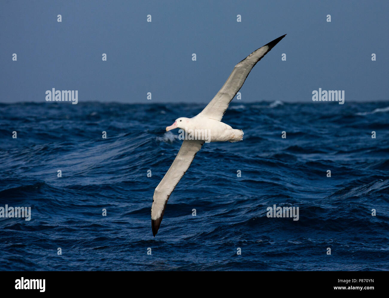 Snowy albatros volando sobre el Océano Atlántico sur Foto de stock