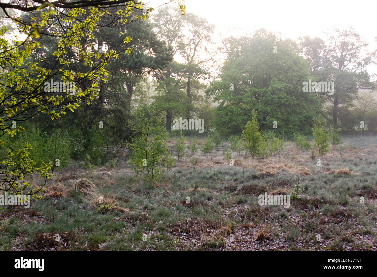 Bos en ochtendnevel de Vecht en Beneden Rogge; bosque de niebla matutina de Vecht en Beneden Rogge Foto de stock