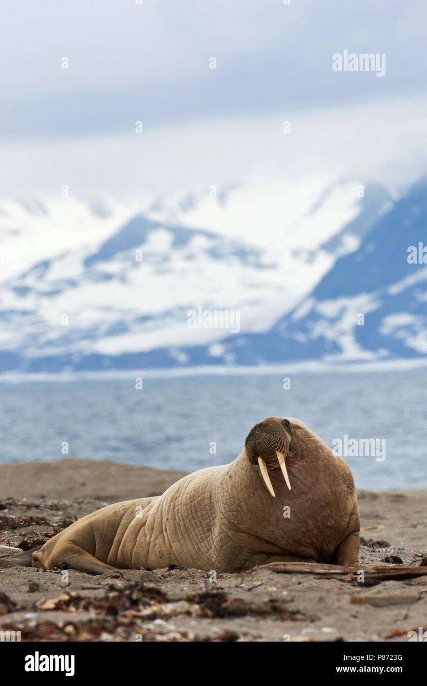 La morsa (Odobenus rosmarus) cerca de toro con grandes colmillos nadar en  el océano Ártico Fotografía de stock - Alamy