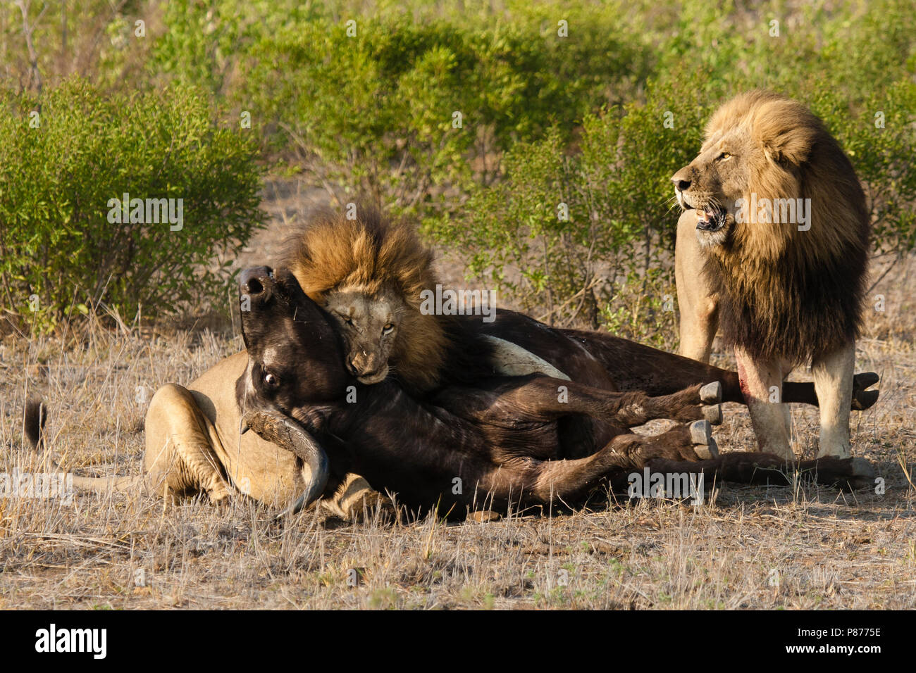 León (Panthera leo) hombres matando el búfalo africano (Syncerus caffer) en  el Parque Nacional Kruger en verano Fotografía de stock - Alamy