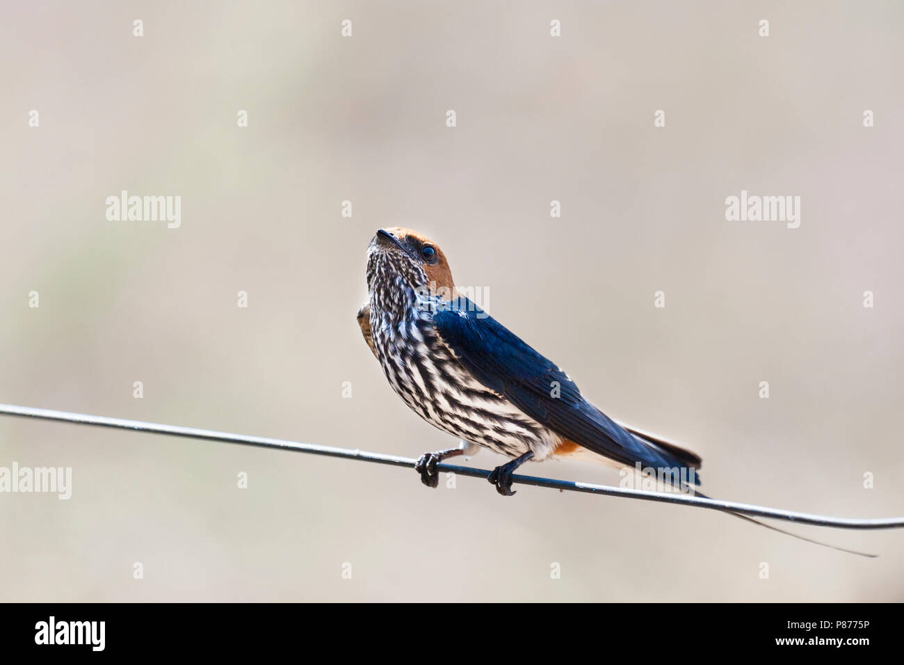 Rayas menor tragar (Hirundo abyssinica) situado en el Parque Nacional Kruger en verano Foto de stock
